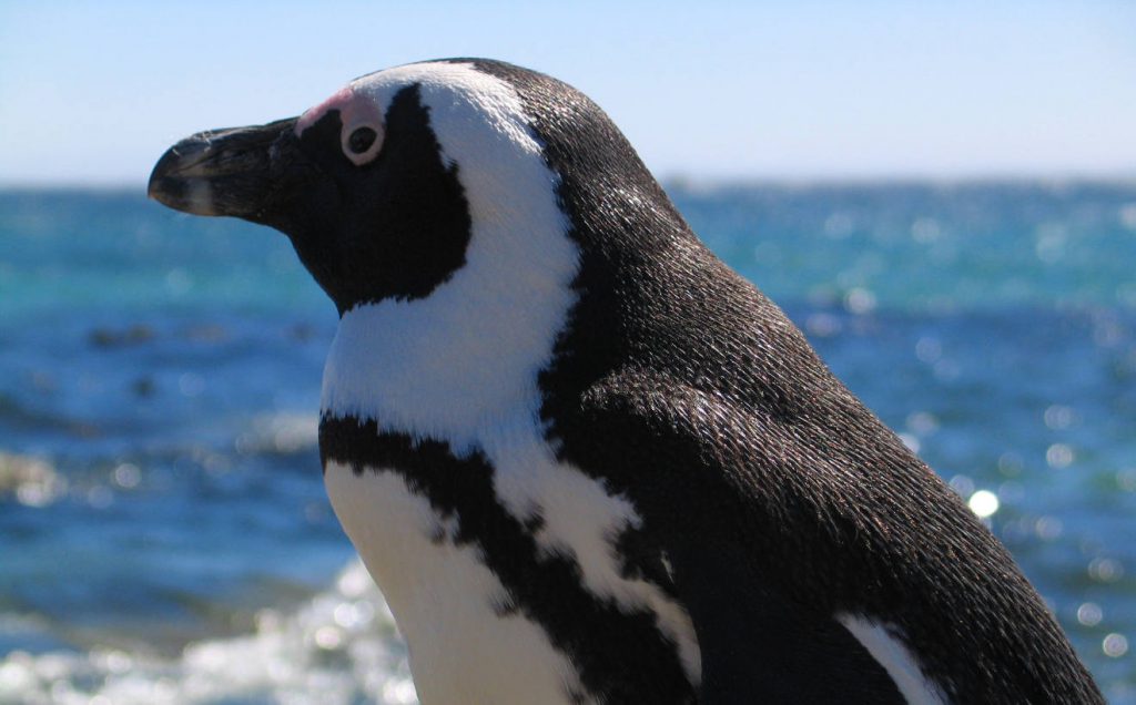 Google's penguin has now grown up!